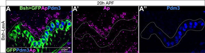 Figure 3—figure supplement 1.