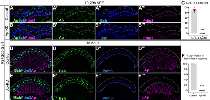 Figure 3—figure supplement 2.