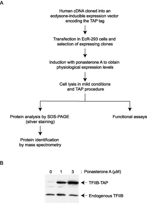 FIG. 1.