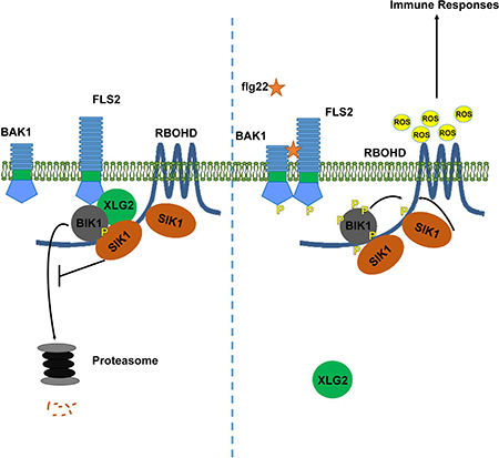 graphic file with name nihms-1511701-f0001.jpg