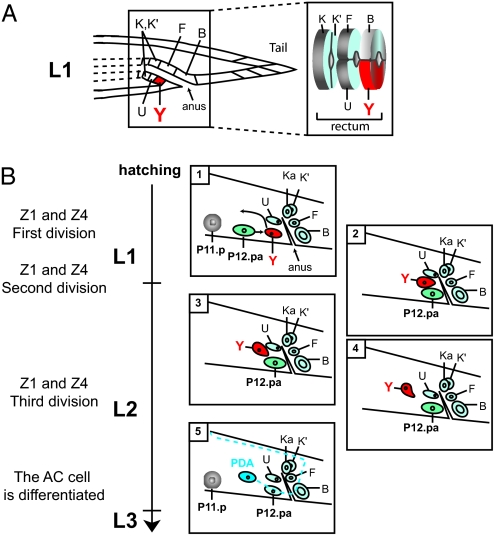 Fig. 1.