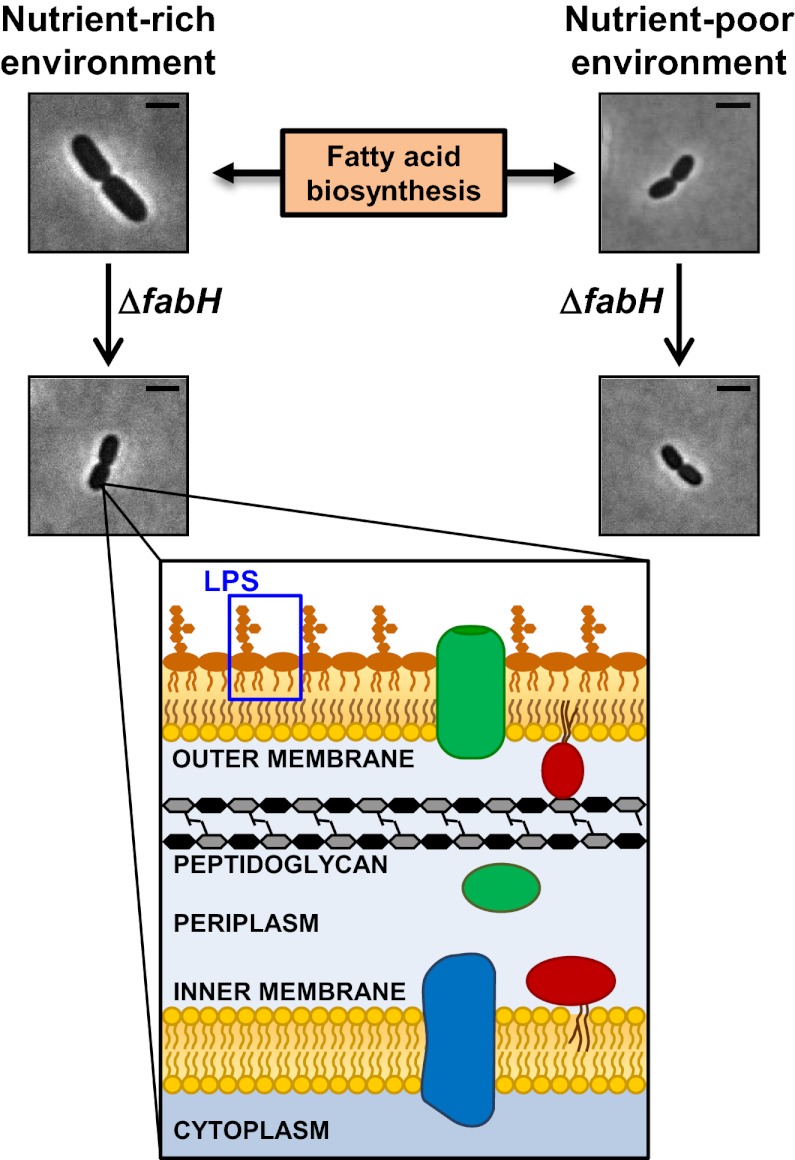 Fig. P1.