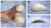 Fig. 8