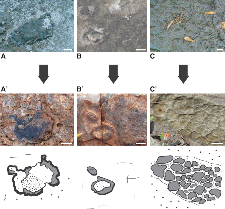 FIG. 13.