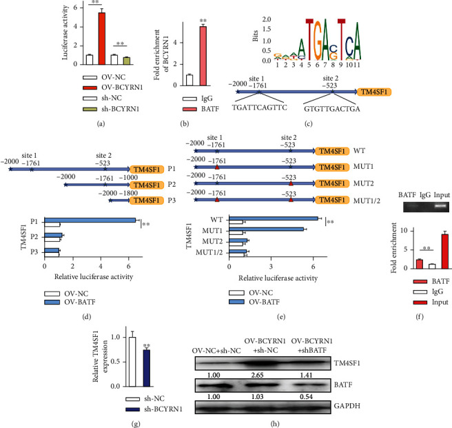 Long Noncoding Rna Bcyrn1 Recruits Batf To Promote Tm4sf1 Upregulation 