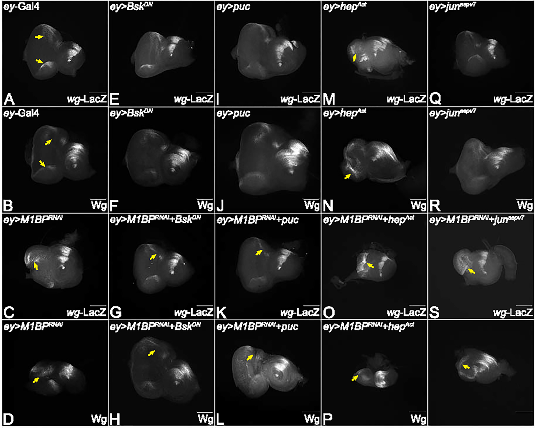 Figure 4: