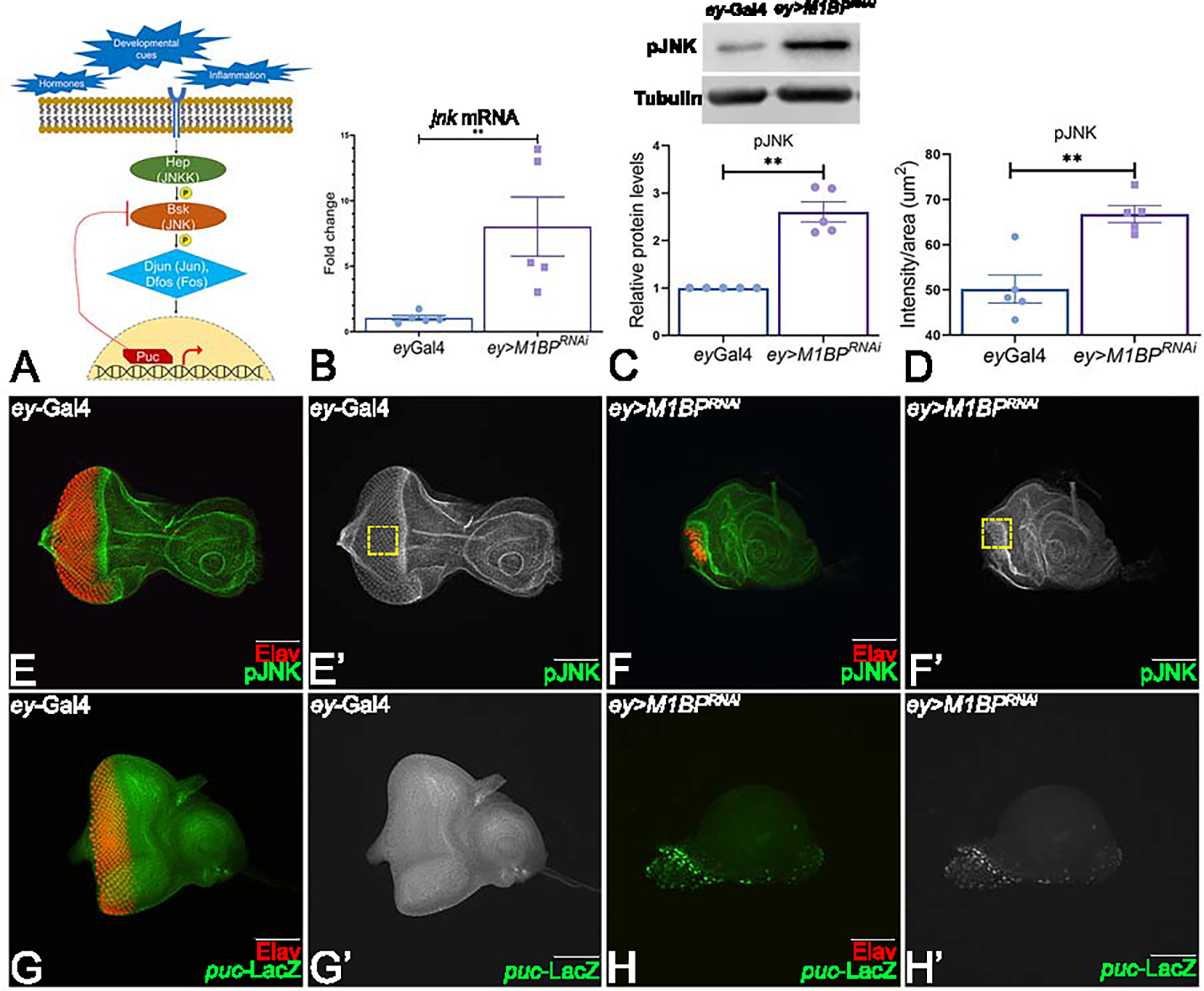 Figure 2: