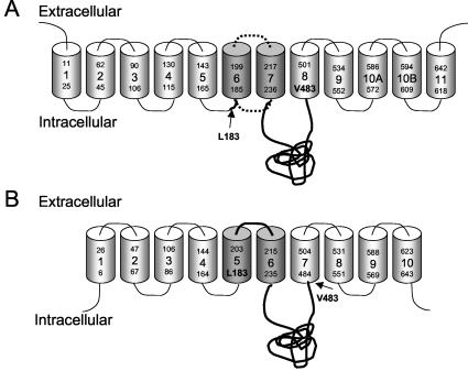 FIG. 1.