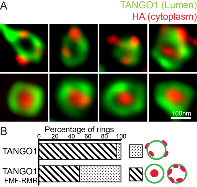 Figure 4—figure supplement 1.