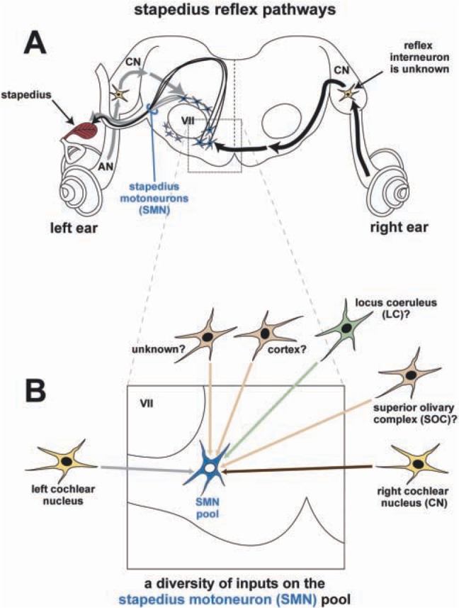 Auditory Brainstem Circuits That Mediate the Middle Ear Muscle Reflex - PMC