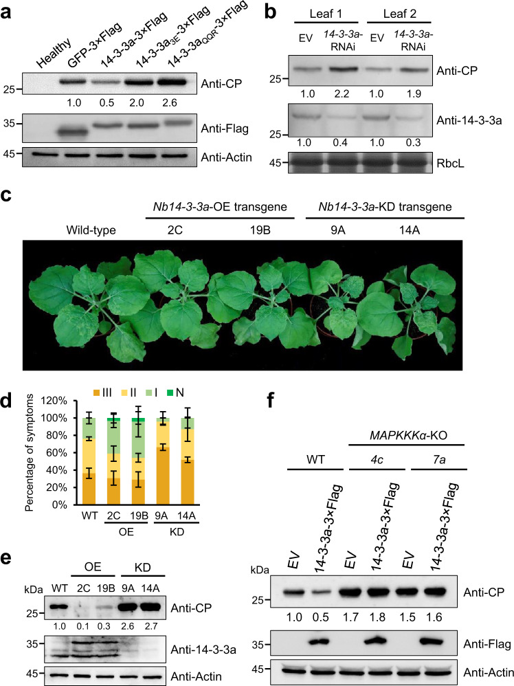 Coat proteins of necroviruses target 14-3-3a to subvert MAPKKKα ...