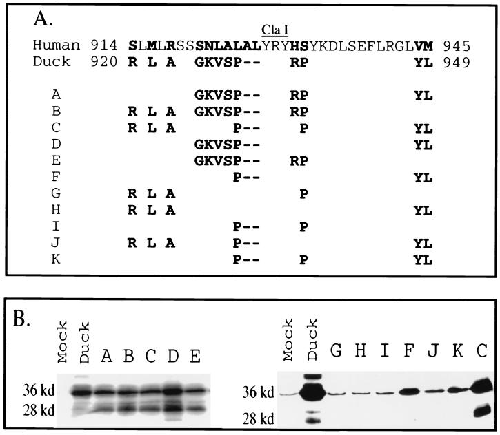 FIG. 6