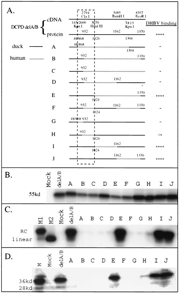 FIG. 3