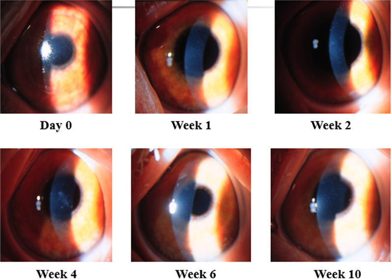 Fig. 4