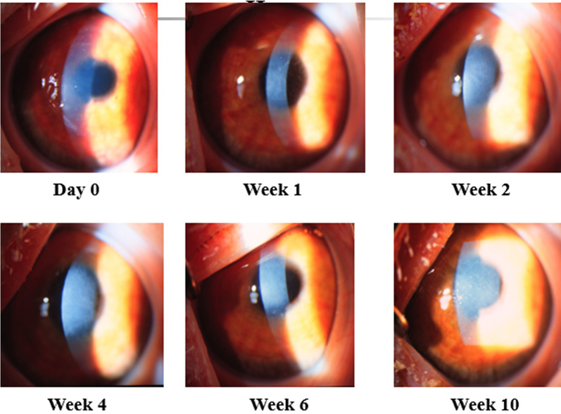 Fig. 6