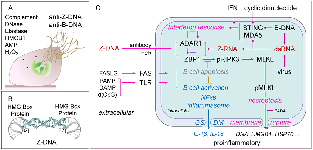 Figure 3.