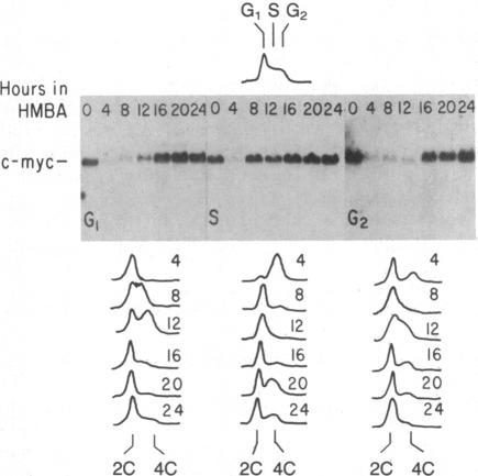 graphic file with name pnas00356-0097-a.jpg