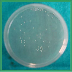 [Table/Fig-5]: