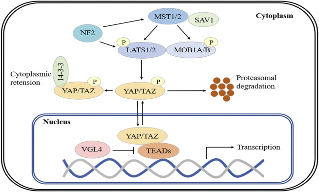 FIGURE 1