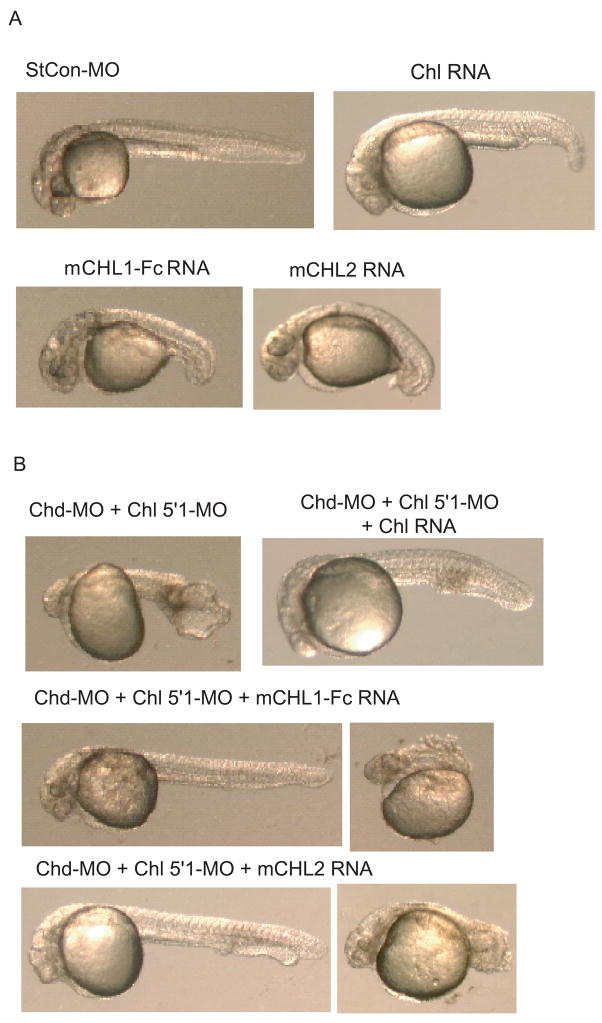 Fig. 9