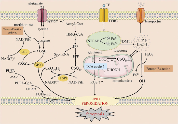 FIGURE 2