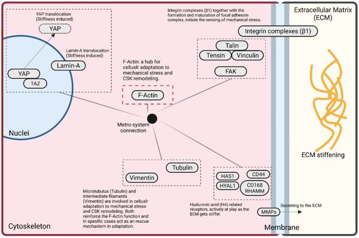 Physics Of Brain Cancer Multiscale Alterations Of Glioblastoma Cells Under Extracellular Matrix