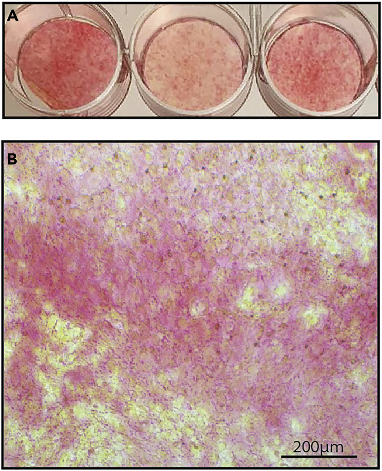 Figure 6