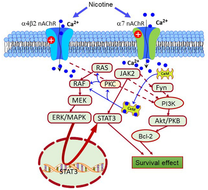 FIGURE 2