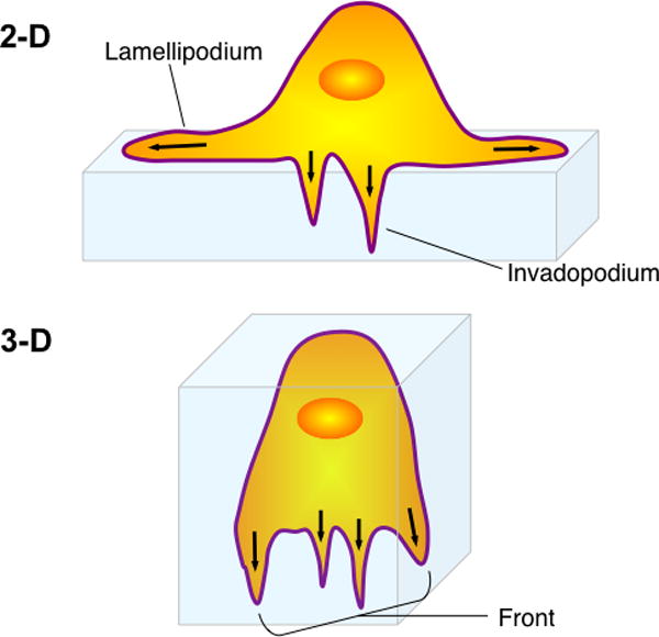 Directed Cell Invasion and Migration During Metastasis - PMC