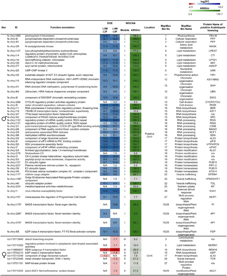 Differential expression, putative function, and A. thaliana homologs of potential sex-determination genes in C. sativa.