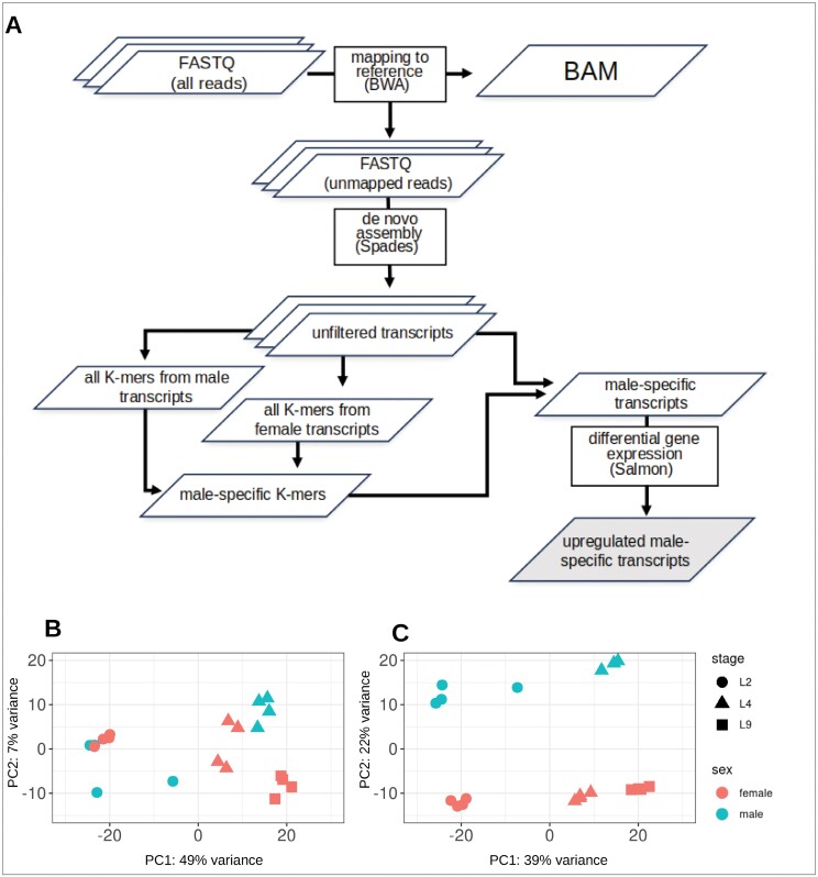 Bioinformatics pipeline for the identification of male-specific transcripts and PCA analysis of RNAseq data.