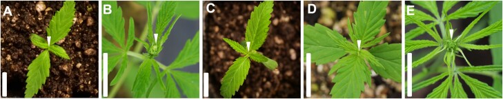 Male and female hemp plants at different developmental stages (Fig 1).