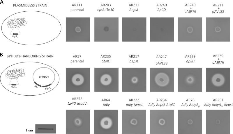 FIG 2