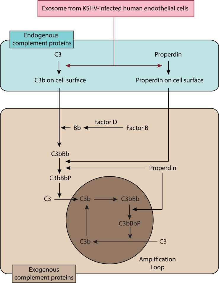 Figure 8