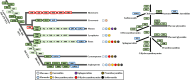 Proposed evolutionary developments of the flavonoid pathway.