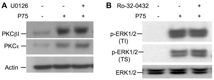 Fig. 11