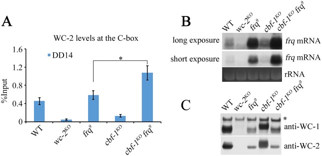 Fig 5