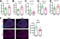 Figure 1—figure supplement 2.