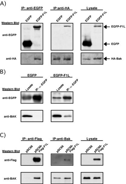 FIG. 5.