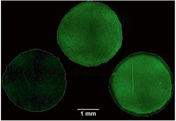 Fig. 10