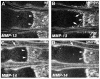 Fig. 8.