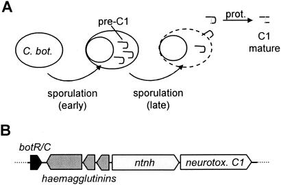 FIG. 15.