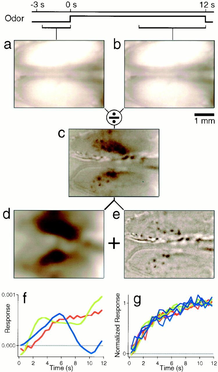 Fig. 1.