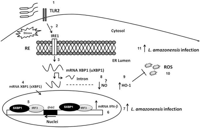 Figure 7