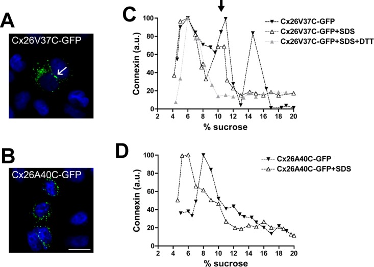 FIGURE 5: