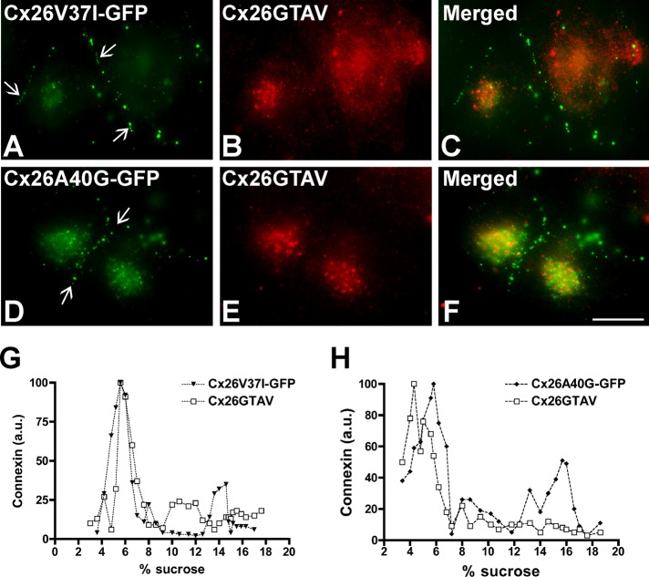 FIGURE 4: