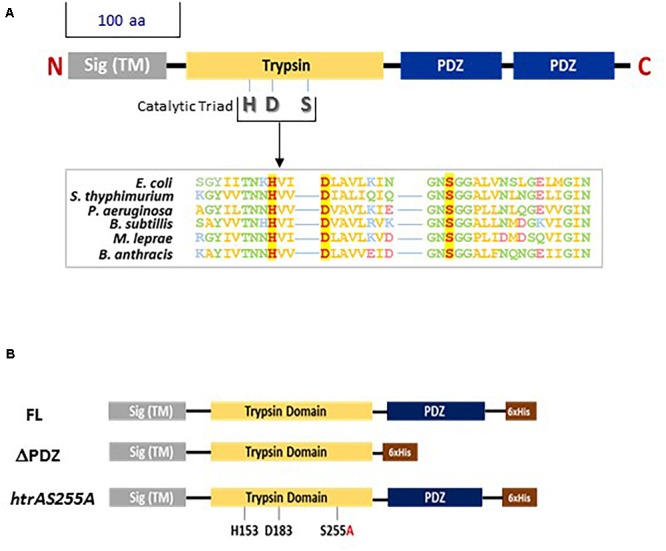 FIGURE 1