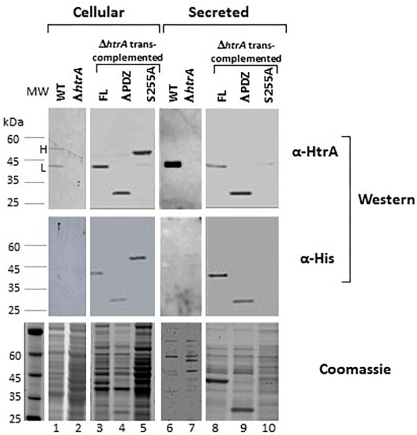 FIGURE 2