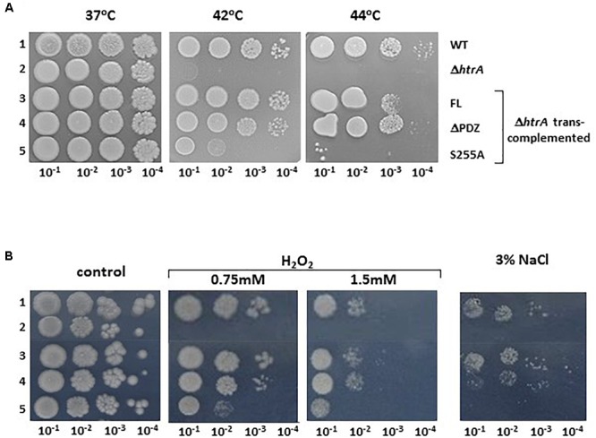 FIGURE 4