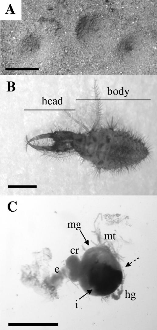 FIG. 1.